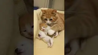 #cat #kitten #music #cutecat #beats #producer #lofi #musician #trending #puppy