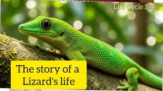 The story of a lizard's life | Life cycle story. #trending