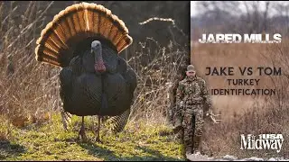 Jake vs Tom Turkey Identification | Jared Mills