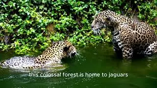 Семь самых опасных лесов в мире