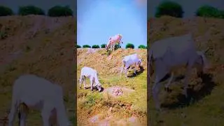 beautiful viral short incow 🐄🐄🌹🌹🌹🌹📸📸📸📸