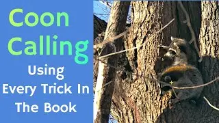 Coon Calling Tips