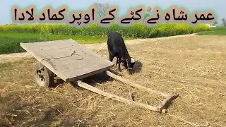 Umar shah Ny Katy Ka Uper Kamad Lada or kata