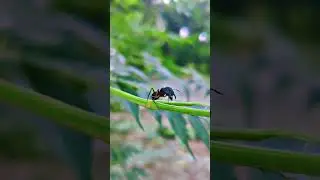 Amazing Nature videos ✴️💕 #nature #beautifulnature #shortsvideos #shorts