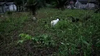 Kucing lucu