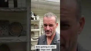 Bats getting into attic using ridge vent