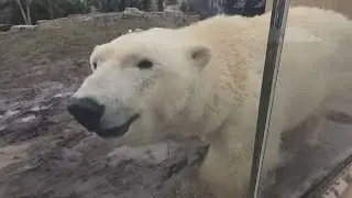BUFFALO ZOO PLANS EXPANSION PROJECTS