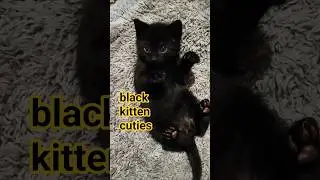 Black Magic Kitten Cuties #shorts