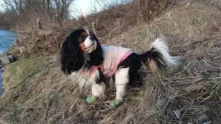 Dog journal March 9th, Munich Germany forest, cavalier King Charles adventure
