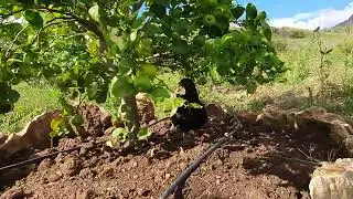 Como Cultivar Una Planta de Lima 
