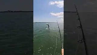 what a big fish #fishing #fishingvideo #foryou #reels #daily #dailyfishing #public #river