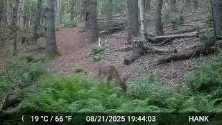 Little Bit, little Buck, little Gray fox and little Bear