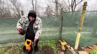 Арония Викинг - 10.12.2025г #Aronia #Viking #garden #plants