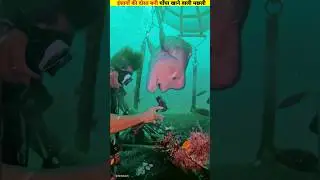 इंसानों की दोस्त मछली और हथौड़ा! sheepshead wrasse fish #shorts #seafish #ytshorts