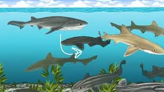 Ecosystem Impacts of White Shark Loss