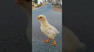 pollito busca su nuevo hogar #shorts #gallos #pollito #mascotas