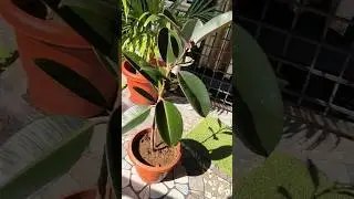 Shiny Rubber plant glowing in sun(ficus elastica)  #plants #trending #garden #viral  #youtubeshorts