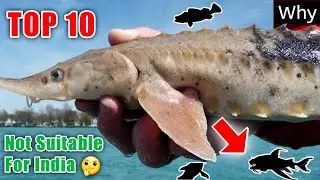 *NEW* Top 10 Monster Fish Not Suitable for India Aquarium Pond By SATYAJIT Pets Vlog Vampire Tetra