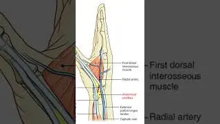 Anatomical snuff box #physiotherapist