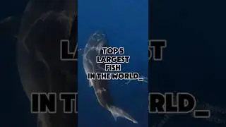 Top 5 Largest Fish In The World #facts#information#interestingfacts#worldfacts#top#world#top5#fyp
