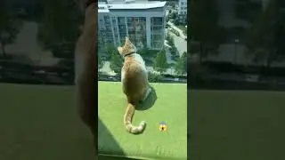 #viral #youtube #shorts #video#patlive #saport #sher