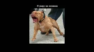 Чихуахуа