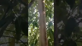Solution of Nutmeg Trees Not Bearing Fruit part 2