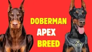 Doberman Apex Breed #dog #wildlife #dogs #dogsvideo #dogslove 