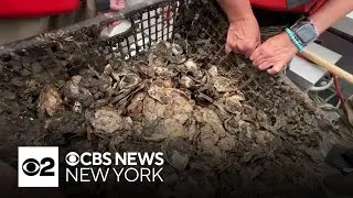 Billion Oyster Project aims to restore oysters to waters off NYC