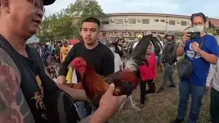 solid padin talaga mga dala ni boss perry kaya hinahanap talaga ng mga buyer!.