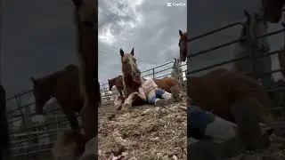I&rsquo;ll be riding shotgun🐴❤️&hearts;️ #horses #equestrian #ilovemyhorses #horseriding #subscribe #