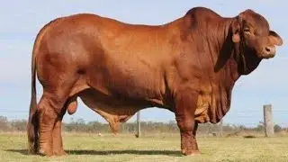 Droughtmaster vs Aubrac : The Best Climate resilien Cattle Breeds Revealed