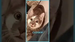 This Cat Acts Like A Weeping Angel | Slowly Getting Closer 😼