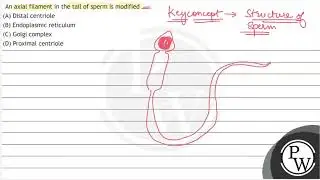 An axial filament in the tail of sperm is modified (A) Distal centriole (B) Endoplasmic reticulu...