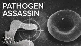 Pathogen assassin: a journey in microbiology | The Royal Society