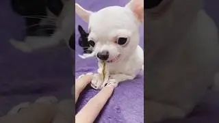 funny animals cute pets viral video\animals lol moments #animalsshorts #shorts #animalspets #viral