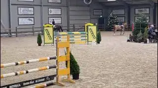 Oharley. Gelding Born in 2019. Harley x Carambole. 1.10 Mts. Class. 11/12/25