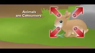 Scholastic - Study Jams - Ecosystems