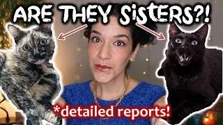 Giving my cats a home DNA test 🙀🧬 detailed Basepaws review!