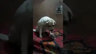 Weight management Diet. #dog #doglover #shorts #viral #vedio #youtubeshorts #animals