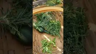 Herb Preservation Part 1: Harvest your herbs!