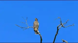 Copyright free video | No Copyright video footage | cinematic video footage | Free commercial video