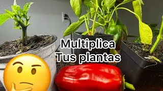 Multiply your pepper plants