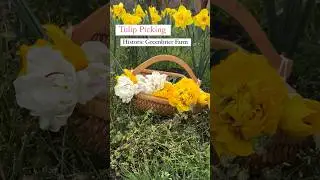 Tulip Picking at Historic Greenbrier Farms in Chesapeake, Virginia ￼