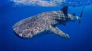 Requin-Baleine - Le Plus Grand Requin Du Monde / Documentaire (Français/HD)