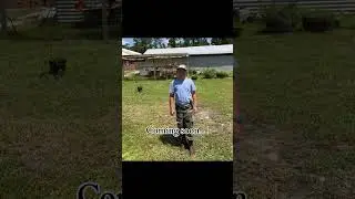 Chicken coop remodel coming soon! #newcoop #newchickencoop #funnyfarm #diy #ditl #fyp