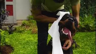 FRESH ME UP BLOOM | PET GROOMING PRODUCT