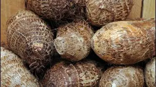 Use cocoyam to let your enemies run away from you- Prophet Moses