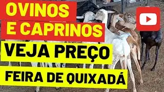 PREÇO ANIMA CRIADORES ( Ovinos e Caprinos ) - Feira de  Quixadá - 26/07#feira #ovinos #caprinos