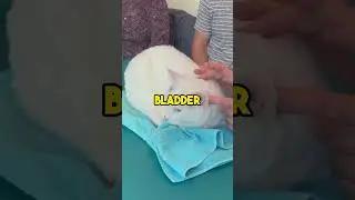 Признаки того, что ваша кошка нездорова #CatFacts